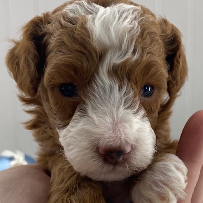 toy poodle puppies for sale