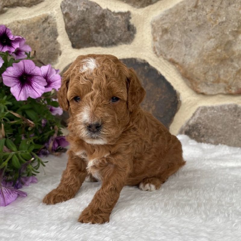 toy poodle red