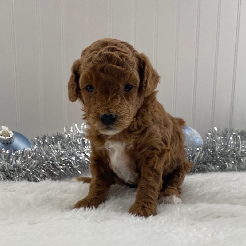 toy poodles puppies for sale near me